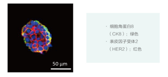 口腔癌3D类器官培养基