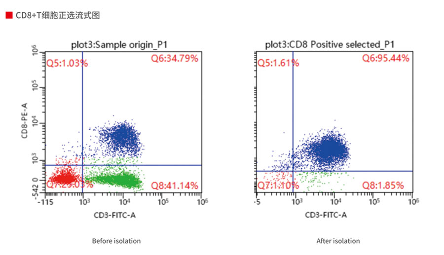 人 CD8+ T 细胞分离试剂盒（正选） #Flosep-C-008P