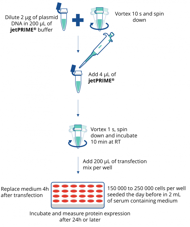 jetPRIME® 通用型DNA/siRNA转染试剂protocol