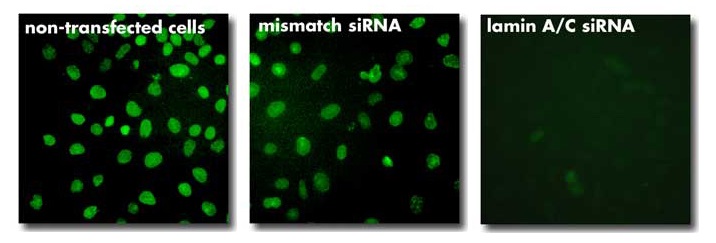 INTERFERin® siRNA/miRNA转染试剂转染结果