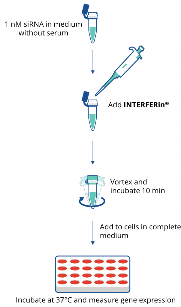 INTERFERin® siRNA/miRNA转染试剂protocol
