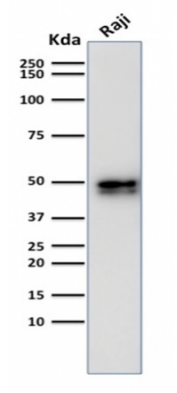 CD79a重组单克隆抗体WB图